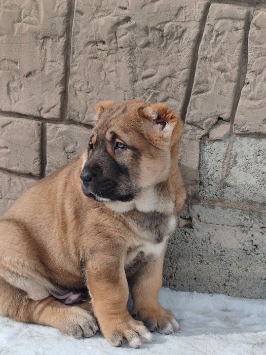 Щенок алабая крупный