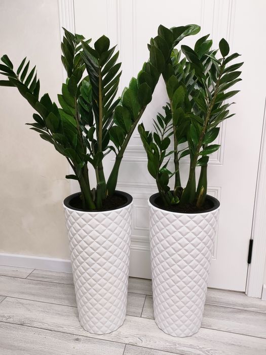 Комнатные цветы, доставка.