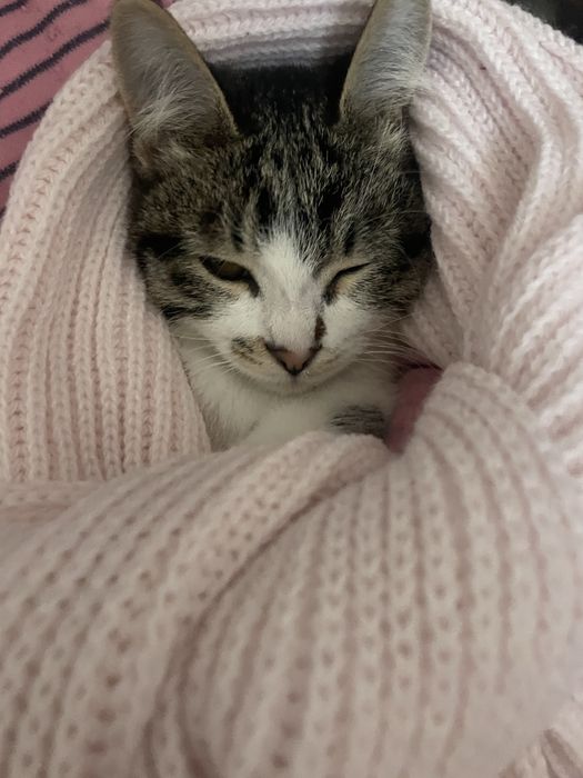 Продается кошка 6 месяцев