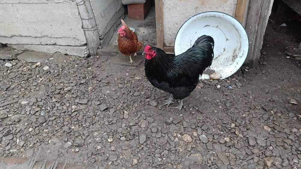 3 cocosi australorp