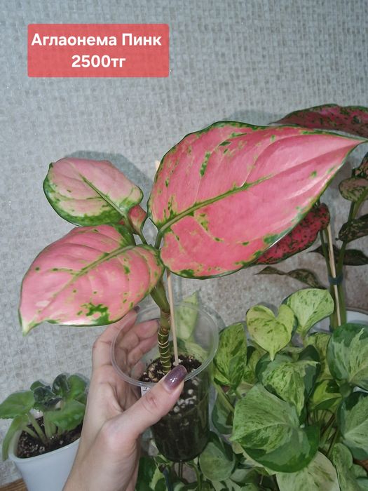 Продам комнатные растения