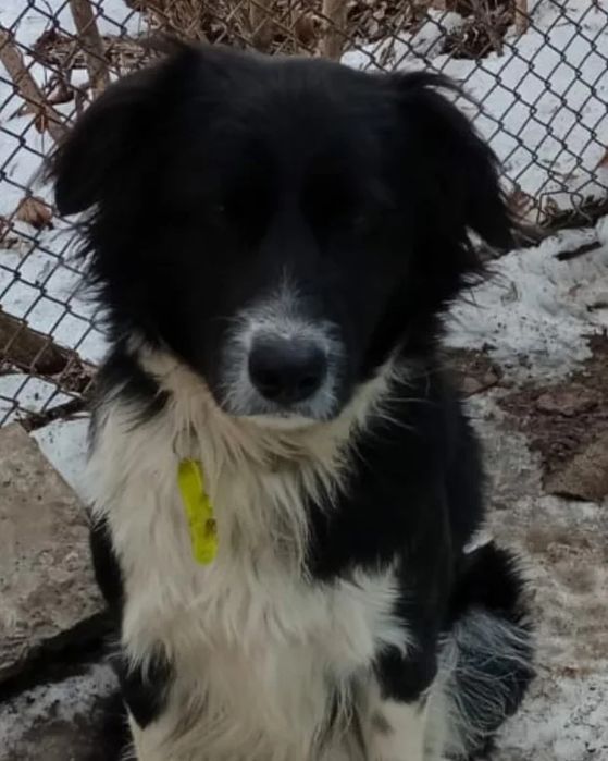 Потерялся любимый друг