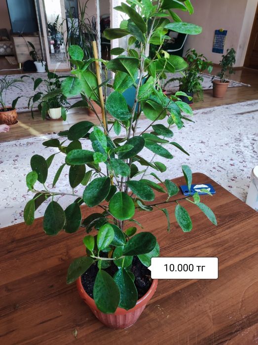 Комнатные растения