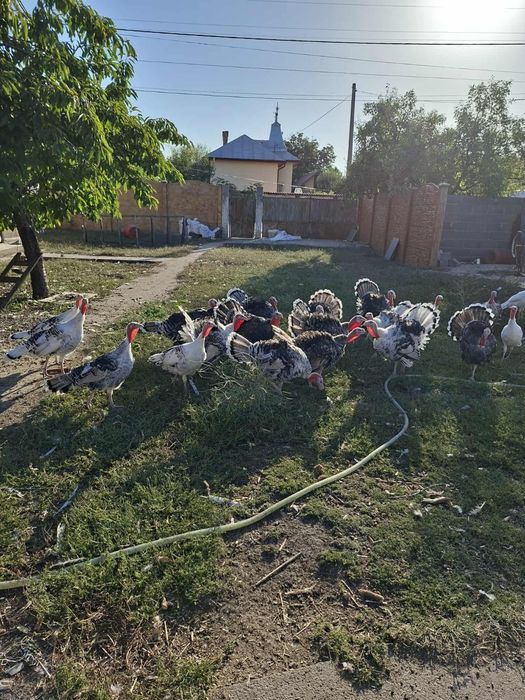 Curcani crescuti bio