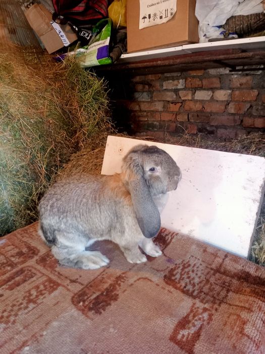 Продаются кролики