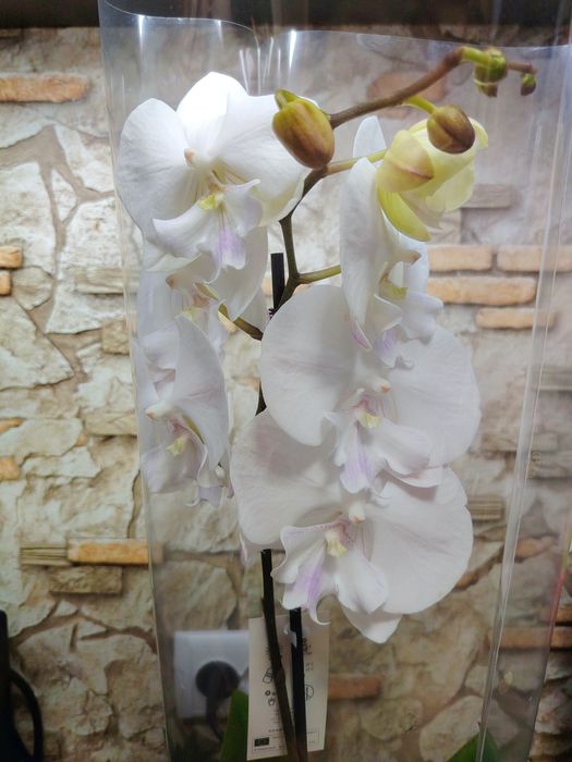 Орхидей Big Lip Голландия