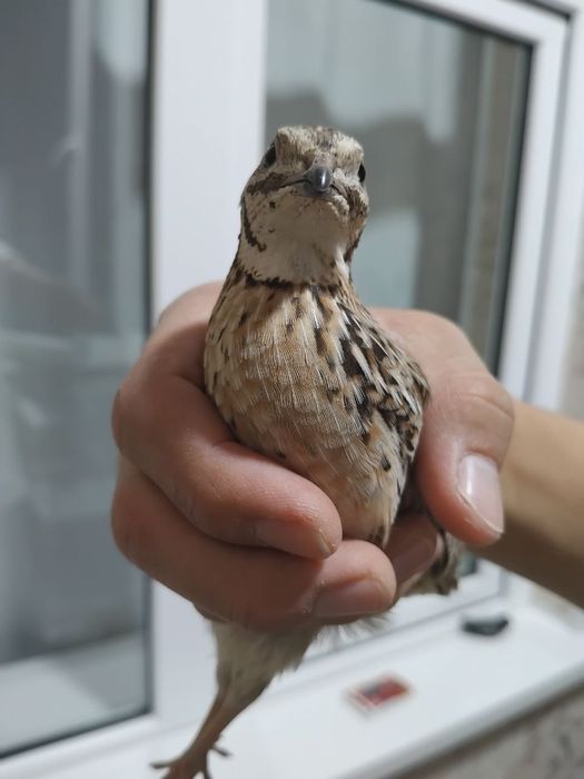 Saralangan chiroyli sayroq bedanala sotiladi