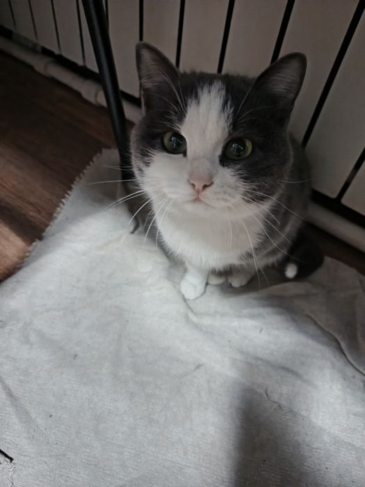 Кошечка с доставкой в добрые руки