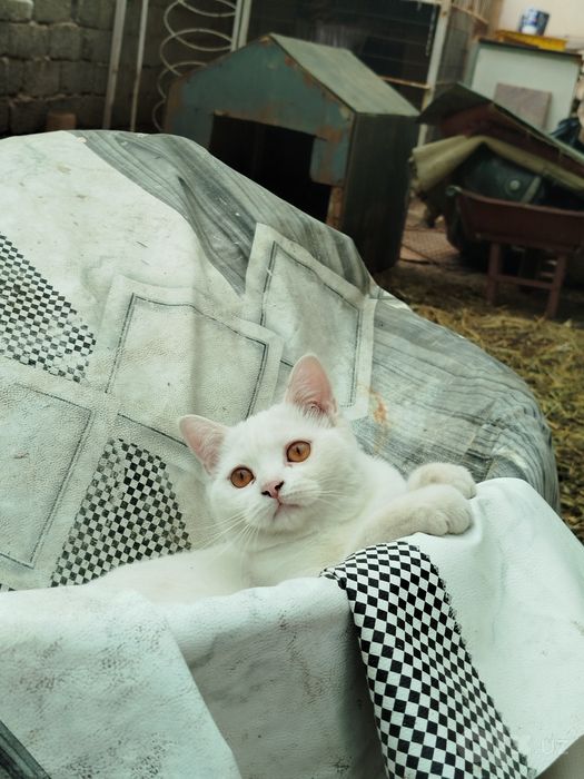 Котенок 8 месяцев британец