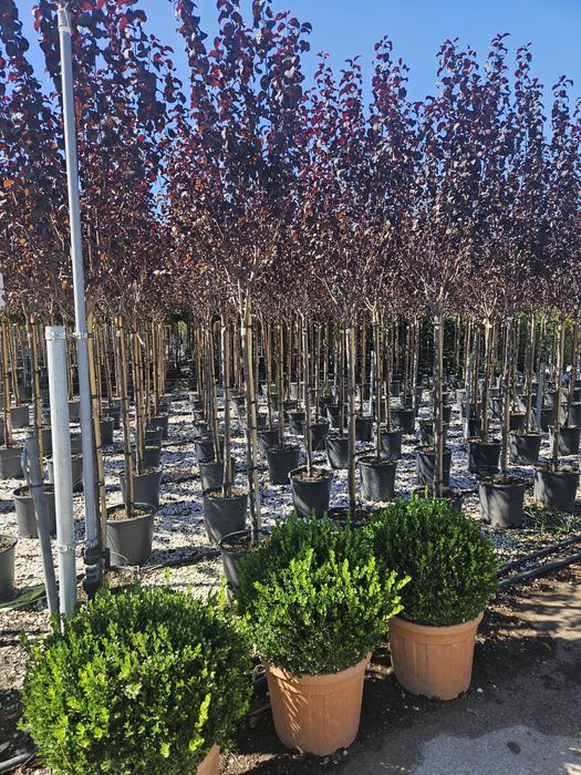 Leylandi maslin bonsai glandeflora