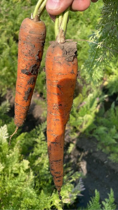 Morcov Natuna F1 si Baltimore F1