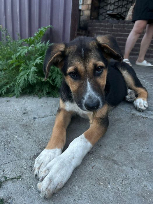 Очаровательные Щенки ищут дом