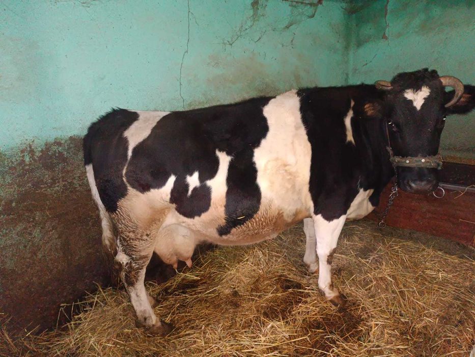 vaca de vanzare,gestanta 7 luni