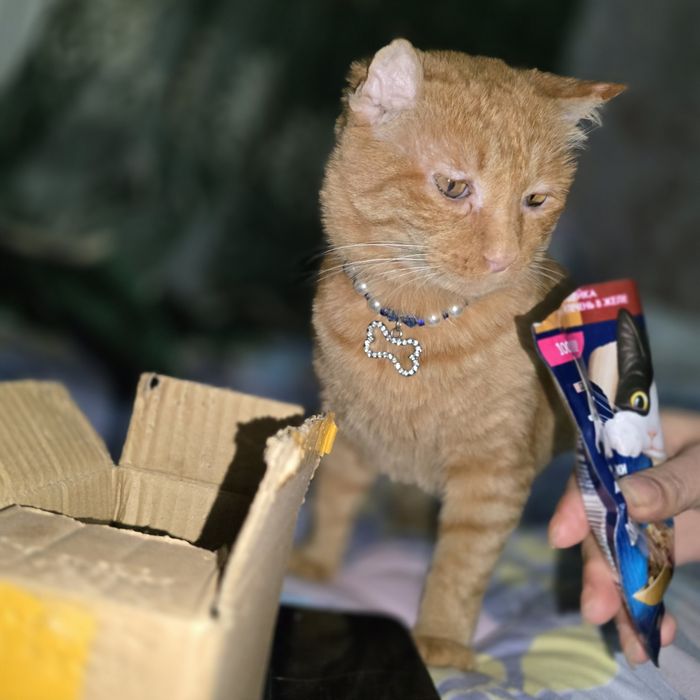 Шикарный кот Санни