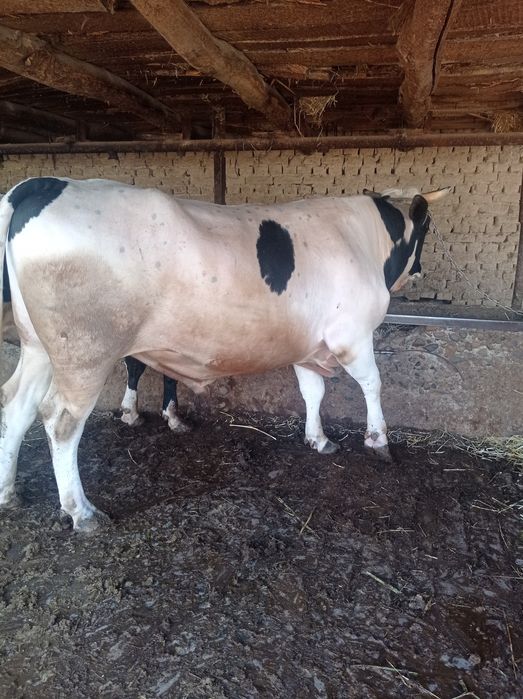 Buqa sotiladi 40 milyon