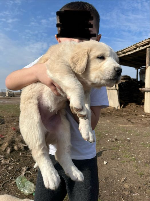 Алабай щенки күшіктер