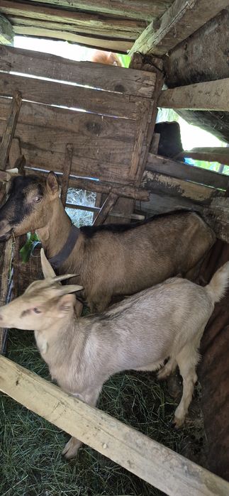 Vând 2 capre și doua oi
