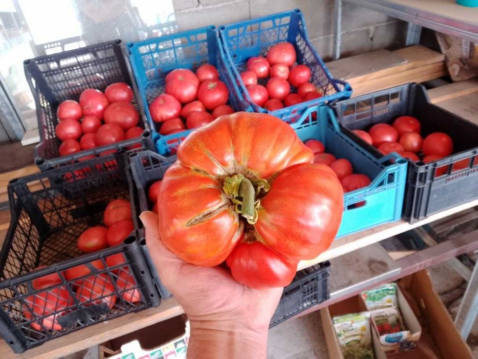 Продавам селски розови домати краставици пресни зеленчуци - София , с. Бусманци - само на място !