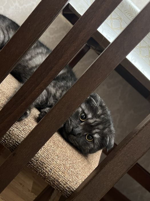 Вислаухий кот отдам