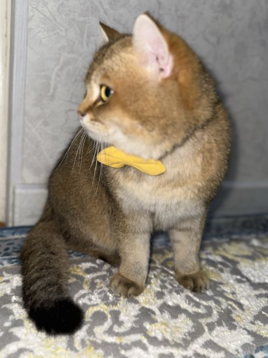 Zalataya Britanskaya shinshilla