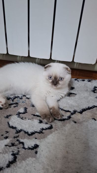 котенок 2,5 месяца