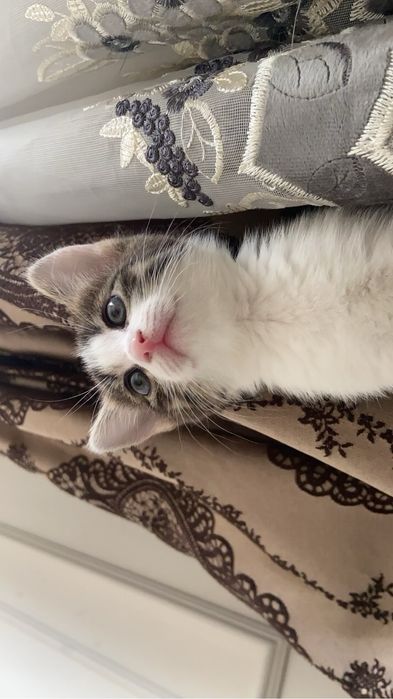 Котенок 3 месяца
