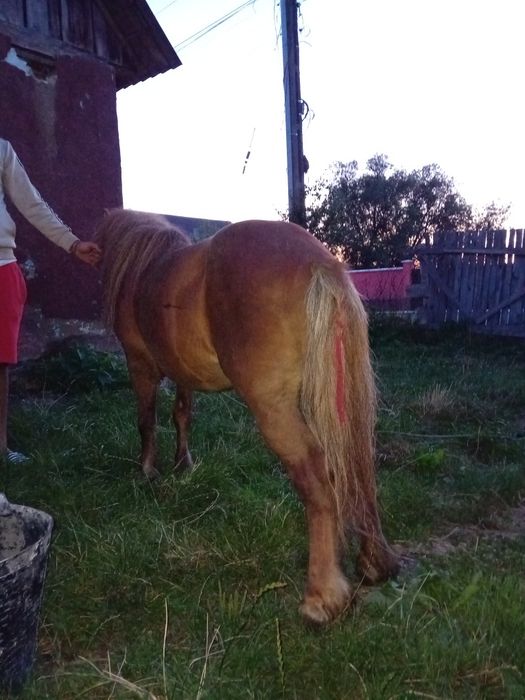 Ponei Armăsar cuminte