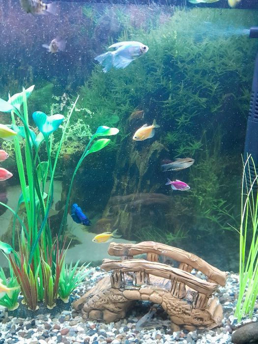 Akvaryum balikchalari bilan