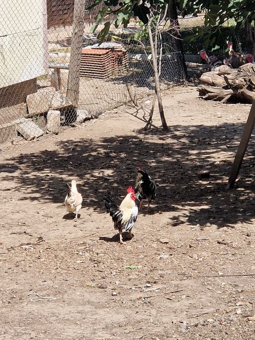 Cocoși kikiriki 6 bucăți