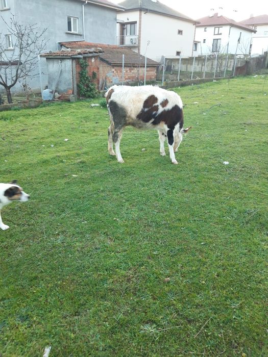 продавам 2 Крави и 1 Теле
