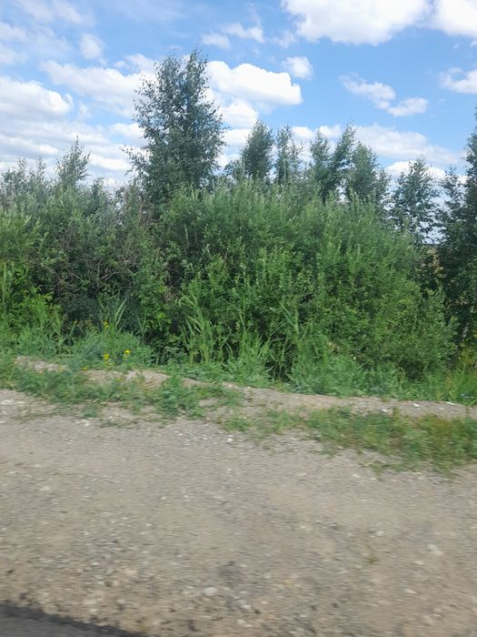 Продам жеребят оптом