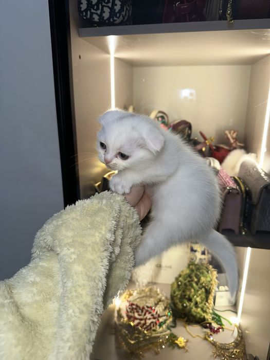 Mushukcha sotiladi  100$