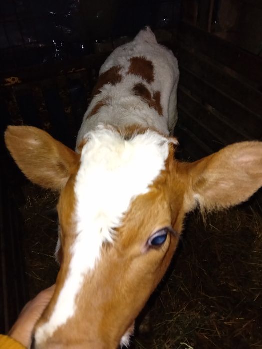 Vând viței de carne