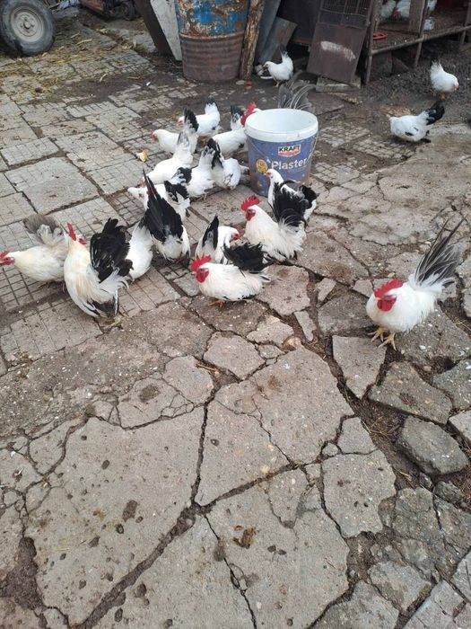 Шабо млади пилета