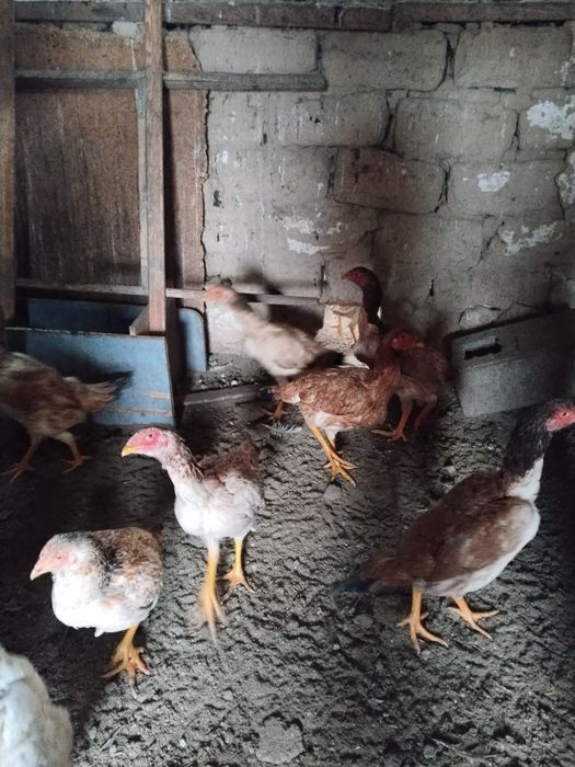 В продаже даканки