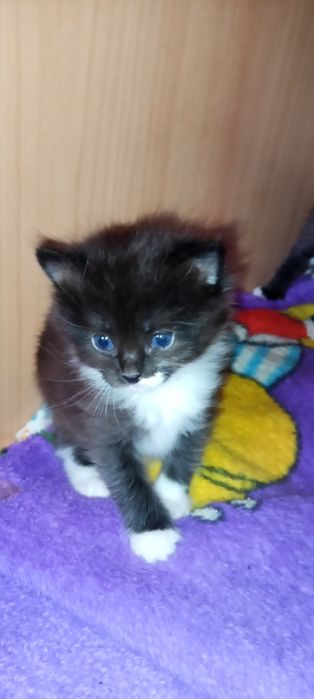 Отдам котят в добрые руки