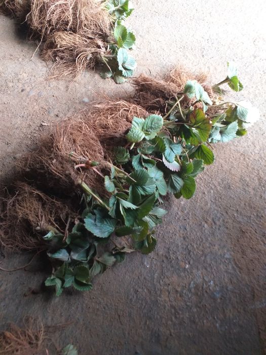 Vand stoloni de capsuni soiul magic și afine la ghiveci  soiul Duke