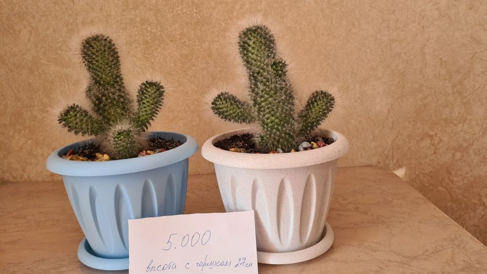 Цветы для офиса, школы и дома