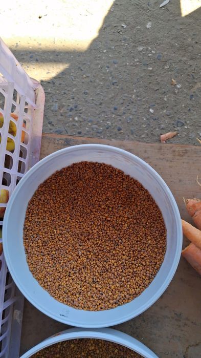 Продам семена лобы(белая,зеленая)