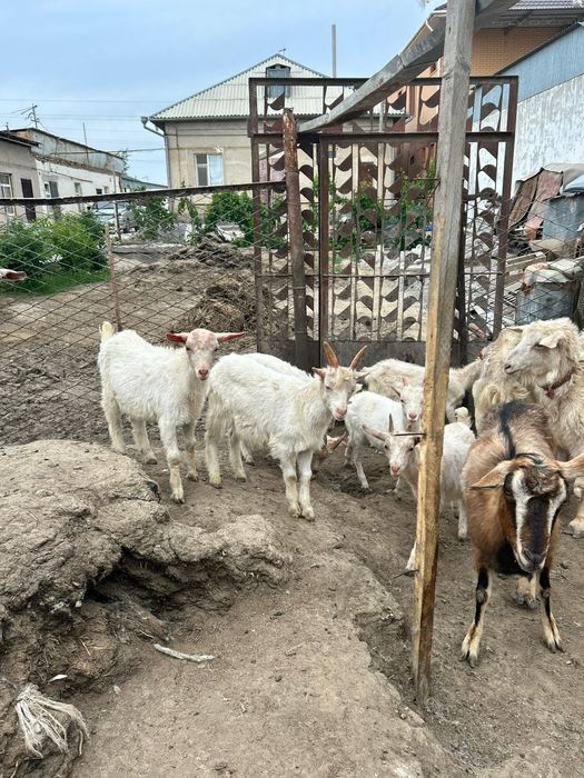 Занен пародалы лақтар сатылады