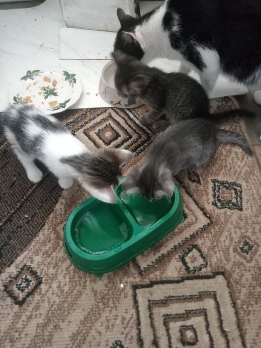 Отдам котят в добрые руки