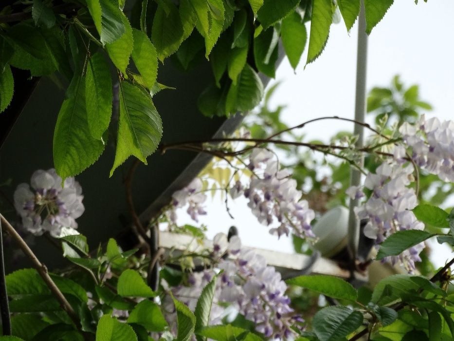 Две спутниковые тарелки, 4 головки