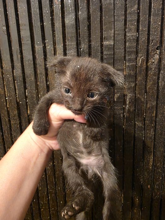 Котята ищут добрые руки