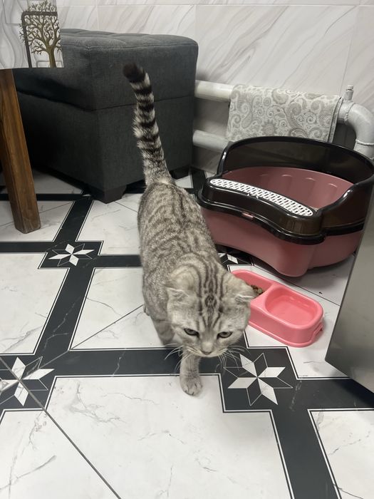 Skotish fold zotli mushuk sotiladi