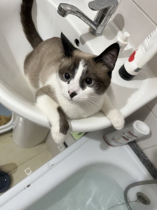 Котенок в добрые руки