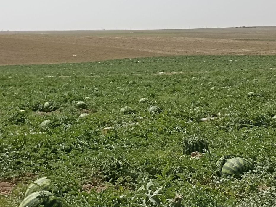 Koʻkdala asl tarvizlari !!!