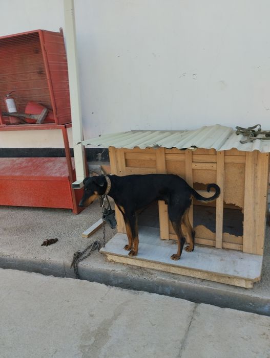 It sotiladi doberman