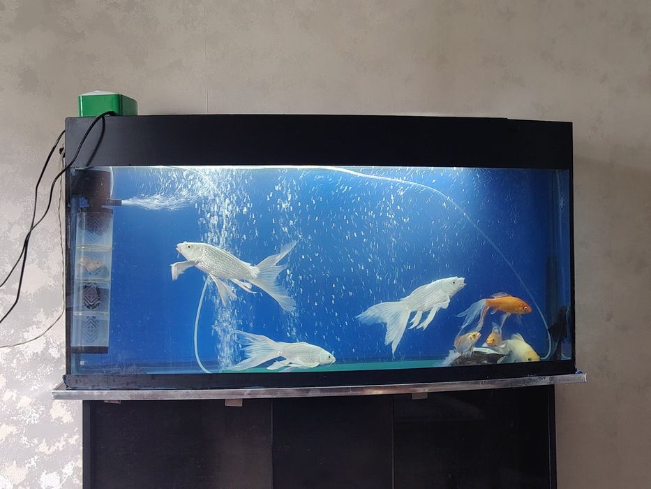 Akvarium Аквариум Рыбы комплект