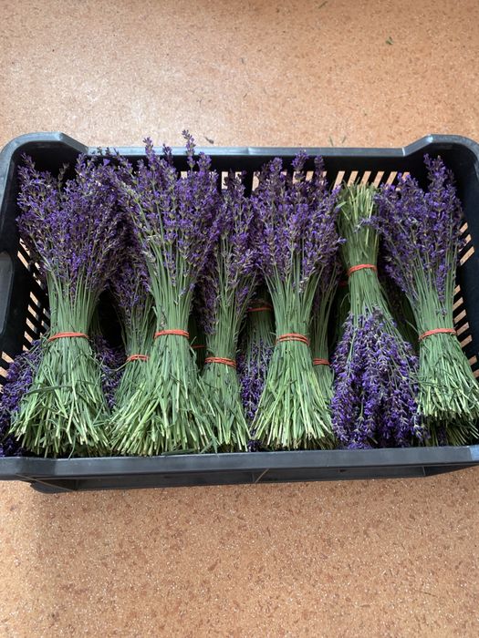 Super oferta Buchete Lavanda ( 5+1)