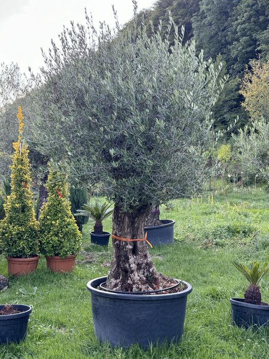 Maslini seculari ( centenari - batrani ) bonsai din maslin etc